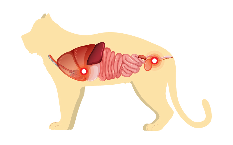 猫狗尿路阻塞的心电图改变